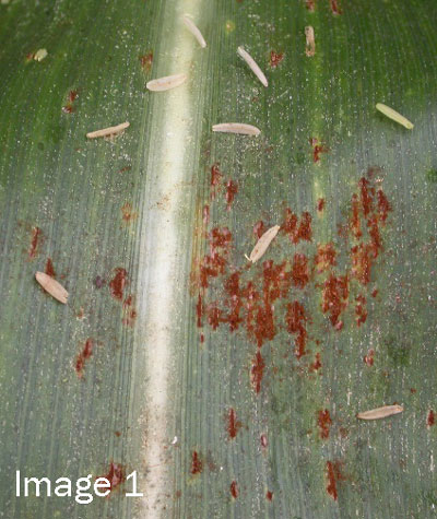 DISTINGUISHING BETWEEN RUST DISEASES IN CORN